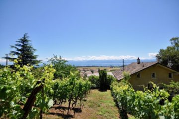 Villa Individuelle 5.5 pièces à Gilly - Au coeur des vignobles de la Côte avec vue imprenable sur les Alpes et le lac Léman - Image